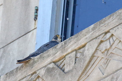 Life on a Ledge