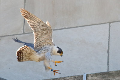 Landing on a Ledge
