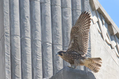 Fledged Falcon