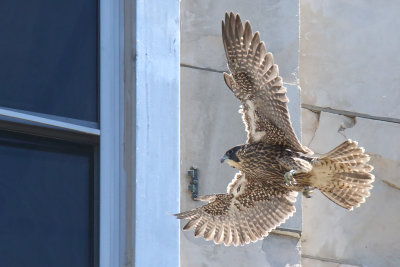 Free to Fly