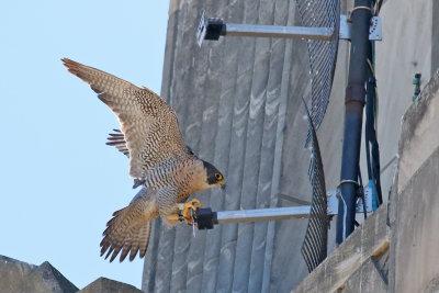 Female Falcon