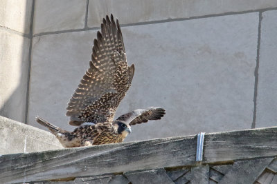 Flap and Flop