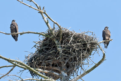 Life Outside the Nest