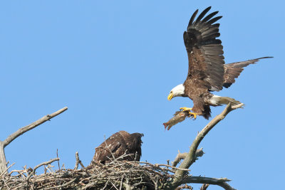 Dinner on the Fly