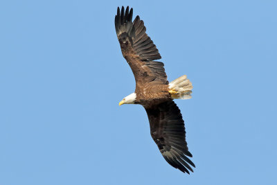 Flying In
