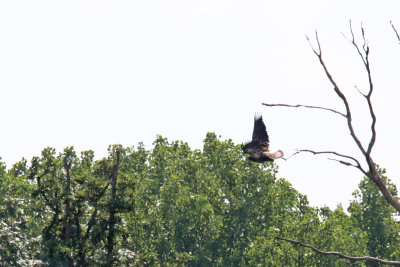 Finally Fledged