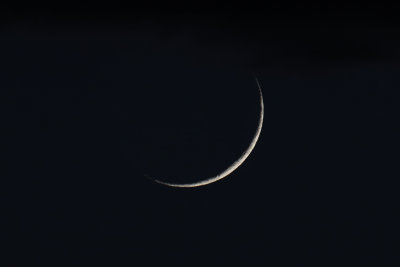 Small Crescent 