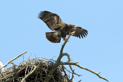 Cleared for Takeoff