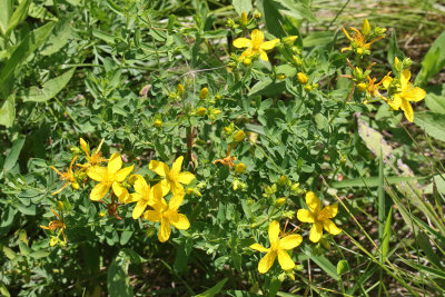 Prairie Wildflower