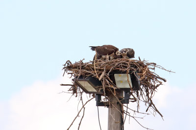 Feeding Time