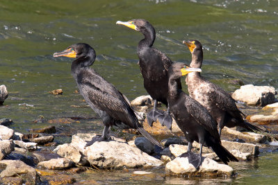 Cormorant Quartet