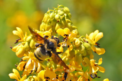 Busy Bumblebee