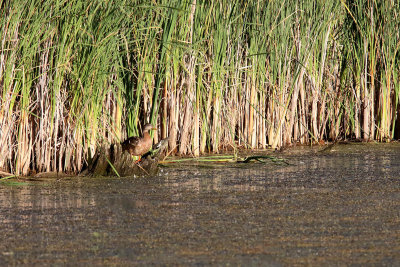 Duck Habitat