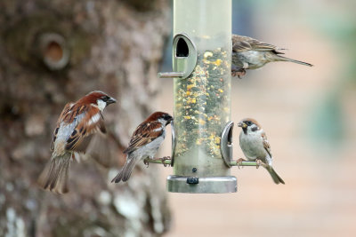 Sharing Sparrows