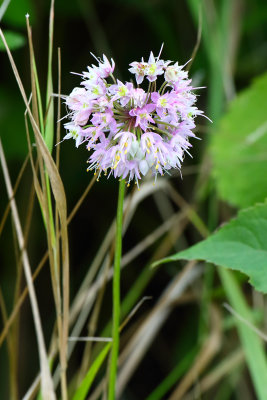 Pink Prairie Wildflower