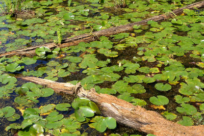 Lily Pond