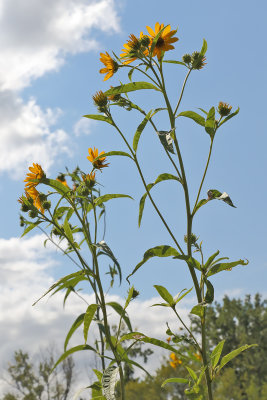 Reaching Skyward