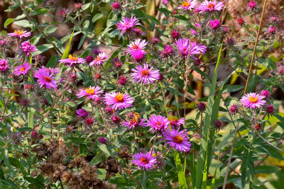 Asters Before Autumn