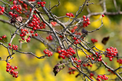 Summer's Fruit