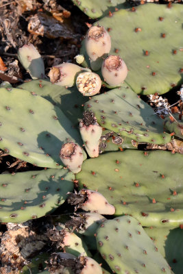 Northern Cactus