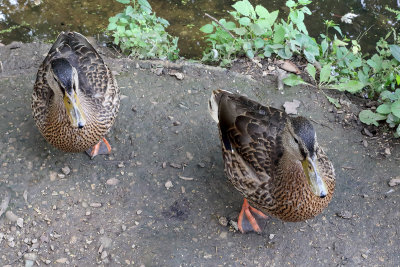 Mallard Moochers