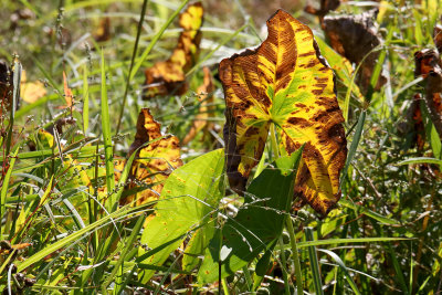 Last Leaves