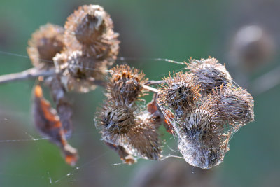 Seeds in Silk