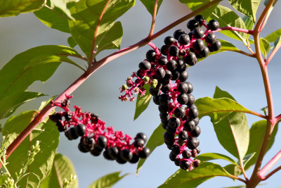 From Flower to Fruit