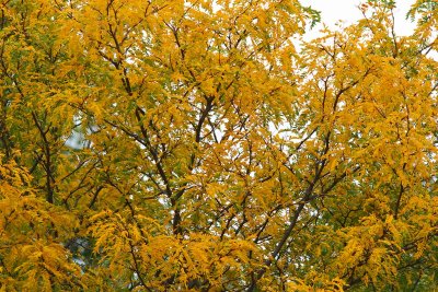 First of Fall