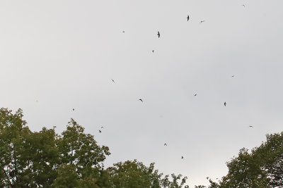 Swifts Heading South