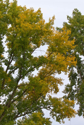 Start of Color