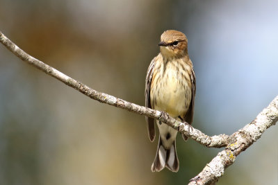 Sitting on a Stick