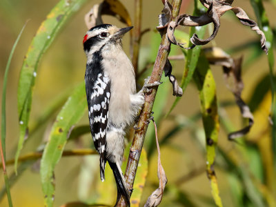 Small Stalk