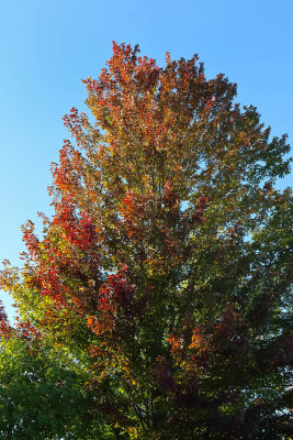 Partial Color