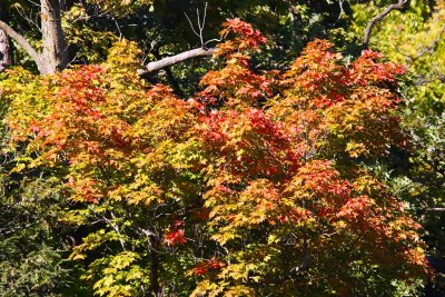 More Color Coming