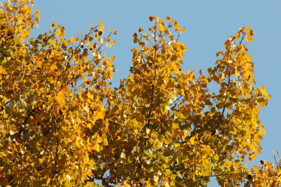 Cottonwood Color