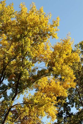 Gold and Blue