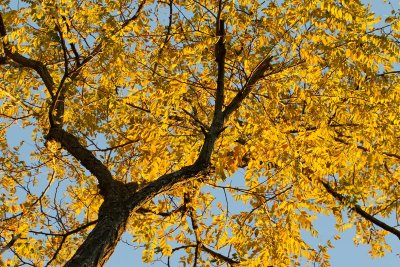 Colored Canopy