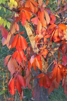 Color Creeping