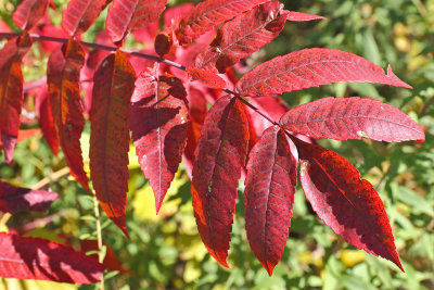 Fall Burn
