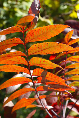 Sizzling Sumac