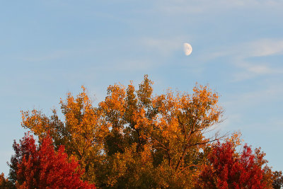 Color Moon 