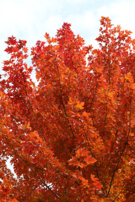 Orange in October