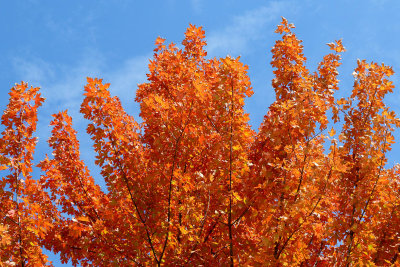 Autumn Color