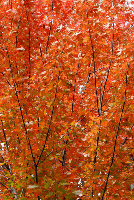 Branching Up