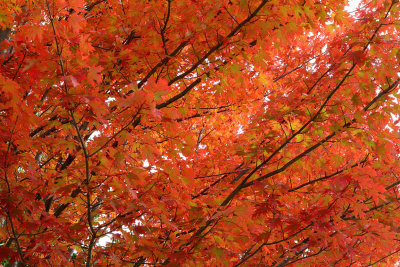 Marmalade Leaves