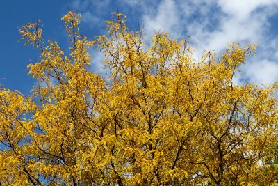 Golden Leaves