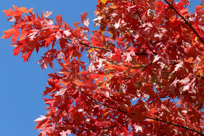 Fall Sunburn