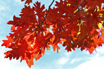 Fall Hanging Down