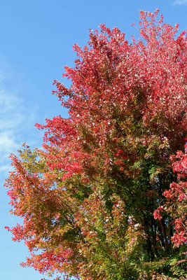 Summer and Fall